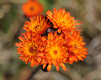 orange-hawkweed